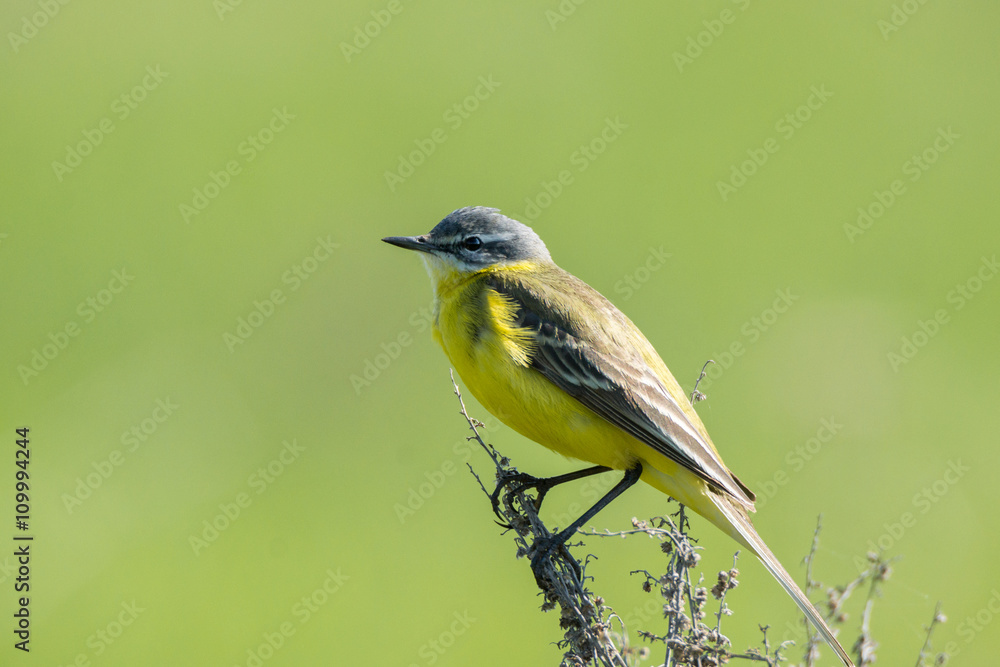 Obraz premium wagtail on a branch