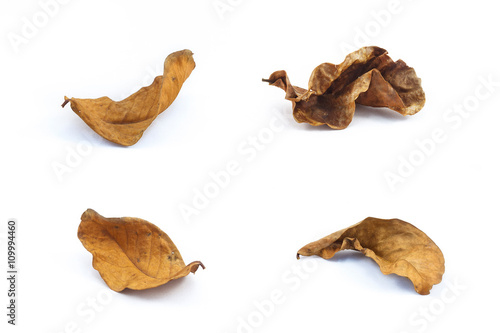 Dry leaves