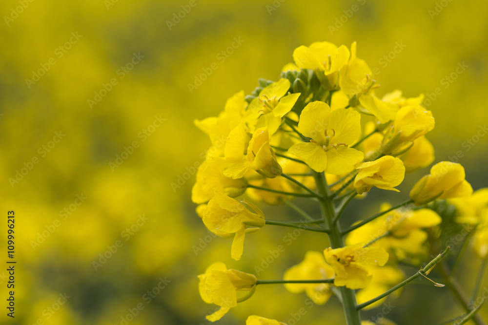 Brassica napus / Rapsblüte Nahaufnahme, Raps Kreuzblütler Brassica napus / Rapsblüte Nahaufnahme, Raps Kreuzblütler