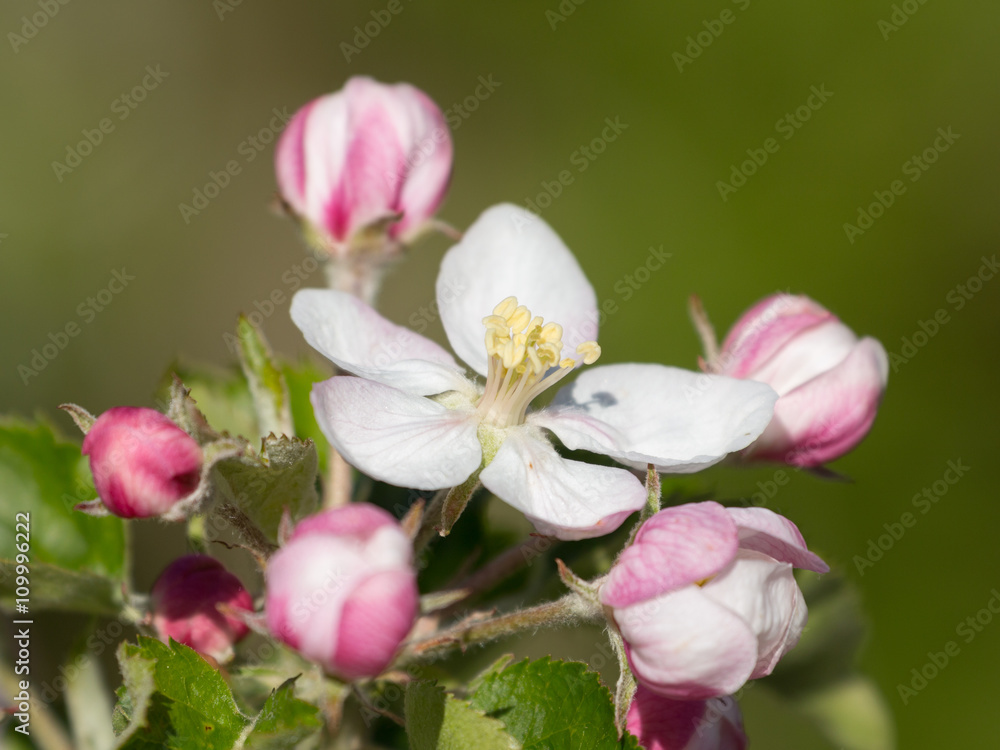 Obraz premium Apfelblüte