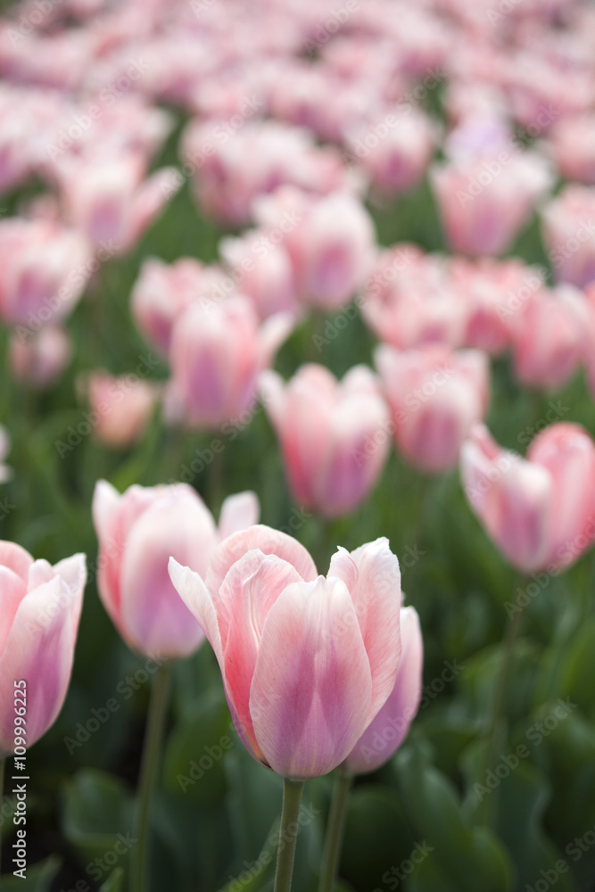 pink fresh tulips