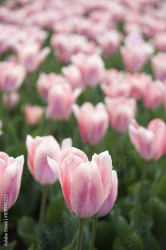 pink fresh tulips