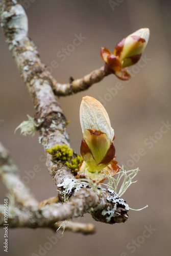 Knospen: Rosskastanie (Aesculus hippocastanum) im Frühjahr