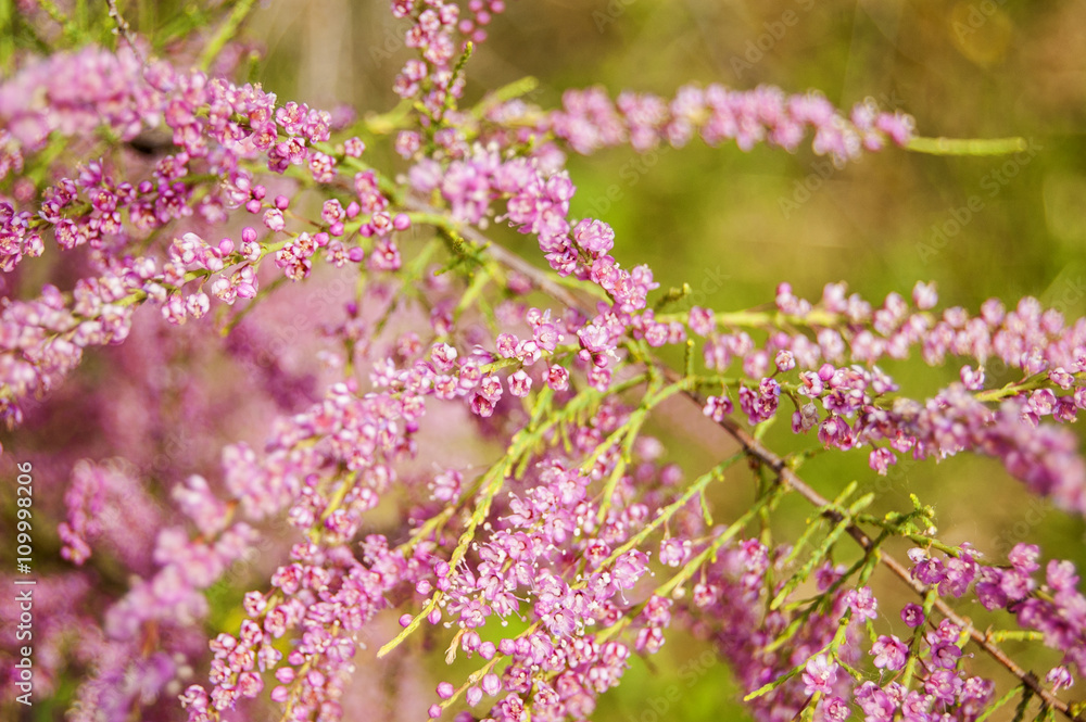 Wallpaper small pink Flowers