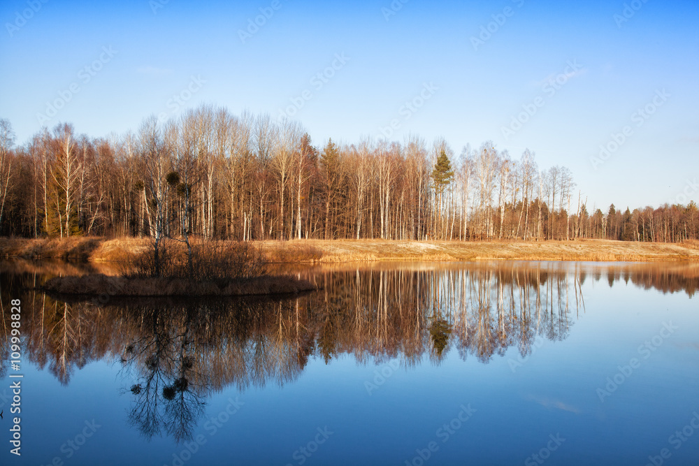 rees are reflected in water early in the morning in the spring