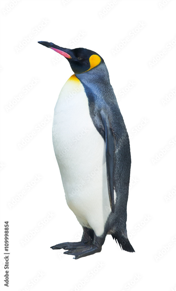 Obraz premium Emperor penguins. isolated on white background