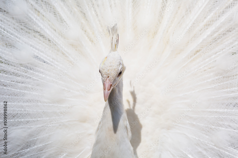 Obraz premium Close-up of beautiful white peacock