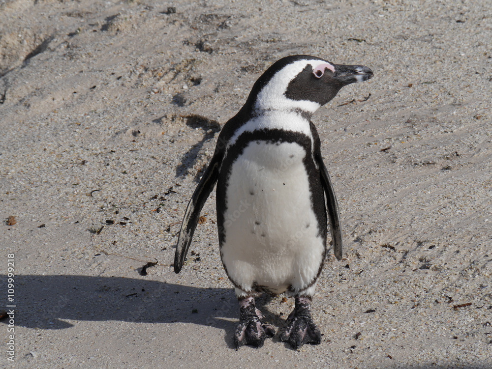 Naklejka premium African penguins at Boulders Beach, Cape Town, South Africa
