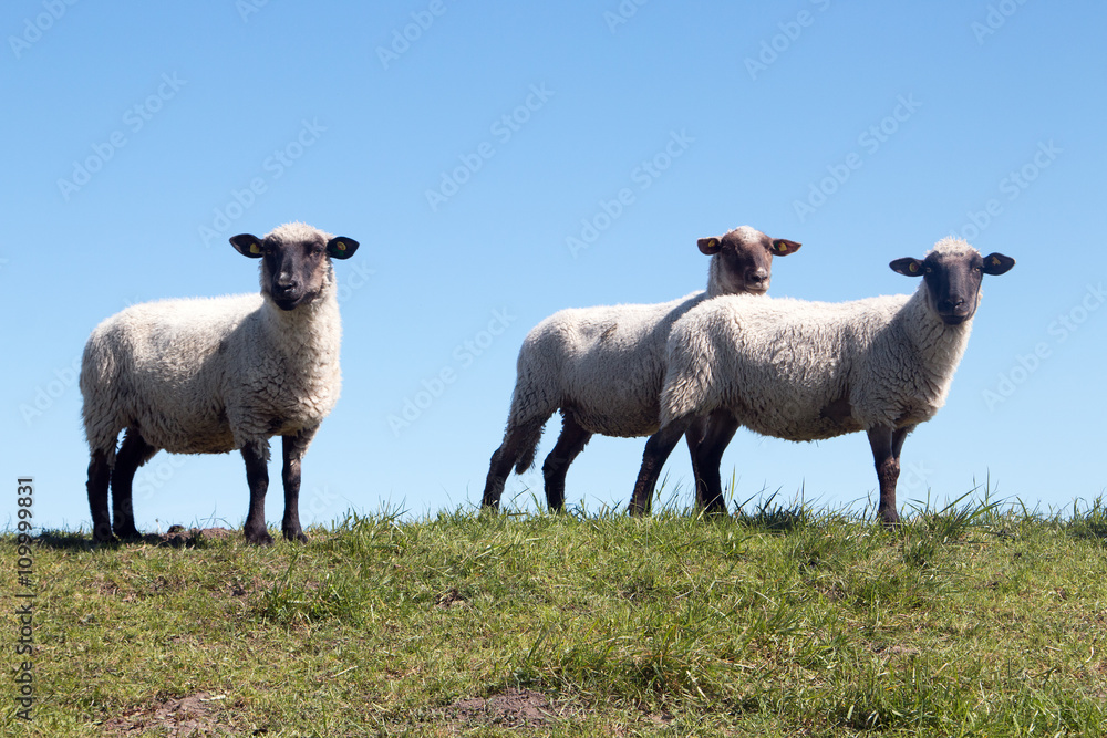 Drei weiße Schafe stehen auf einem Hügel vor blauen Himmel Drei weiße Schafe stehen auf einem Hügel vor blauen Himmel