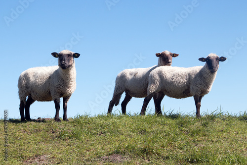 Drei weiße Schafe stehen auf einem Hügel vor blauen Himmel