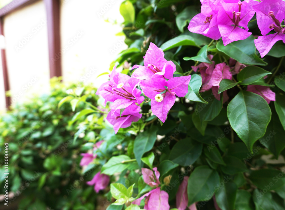Pink Bougainvillea flowers Pink Bougainvillea flowers