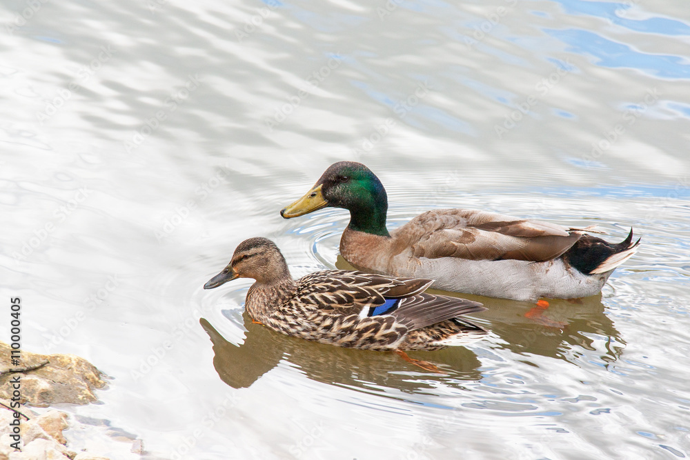 Obraz premium Couple de canards colvert - anas platyrhynchos - en promenade sur l'étang