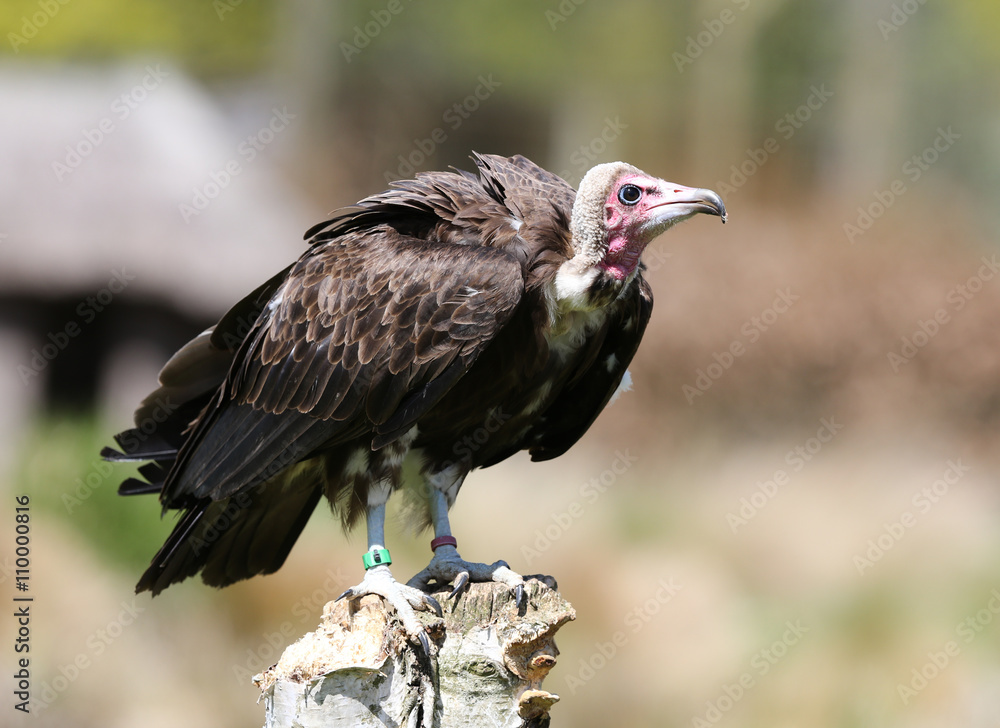 Fototapeta premium Portrait of a Hooded Vulture