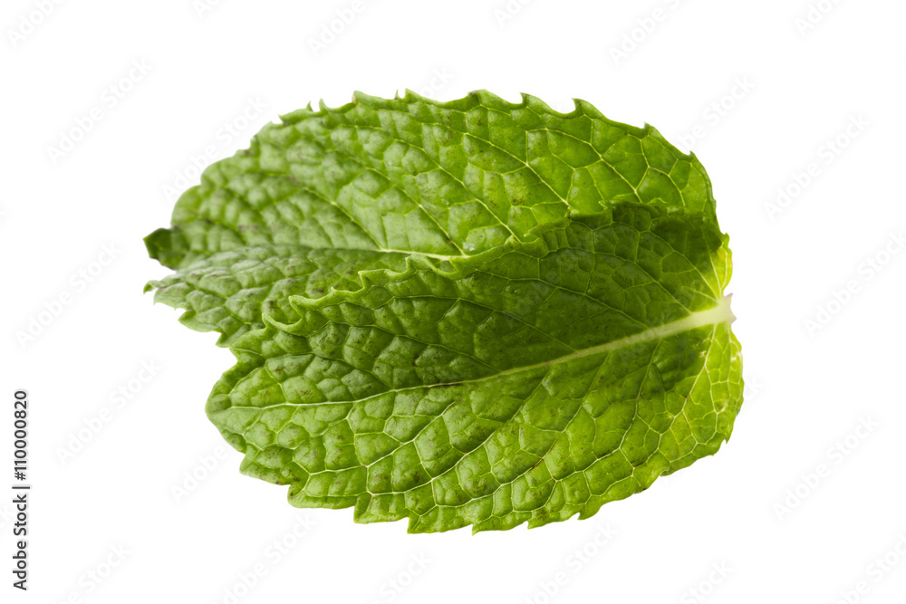 organic herbs fresh mint leaf organic herbs fresh mint leaf
