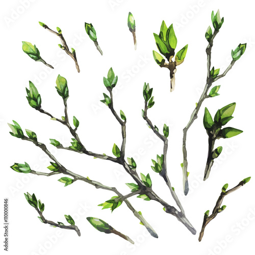 Watercolor spring branches
