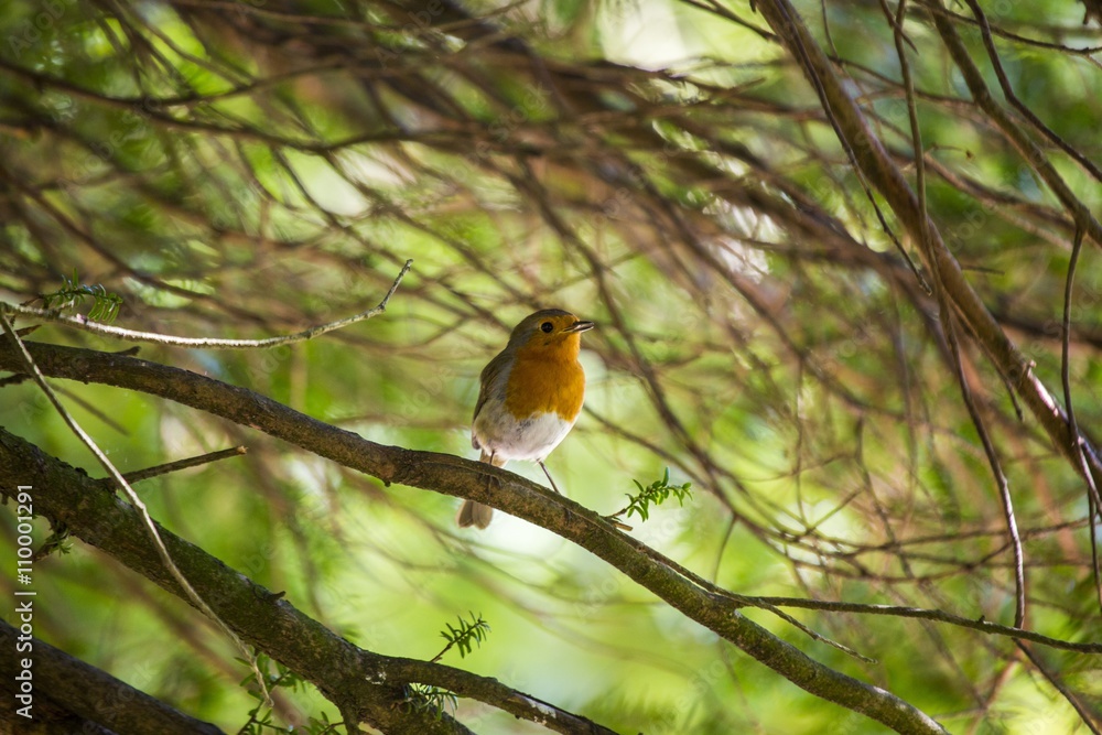Robin Red Breast (Erithacus rubecula) Robin Red Breast (Erithacus rubecula)