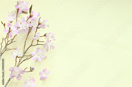 Purple rhododendron flowers on light background