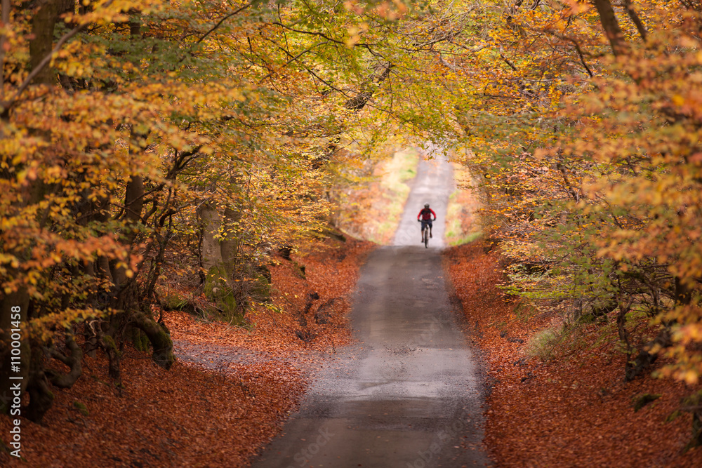 Obraz premium A biker in a country park with wonderful autumn colours. 
