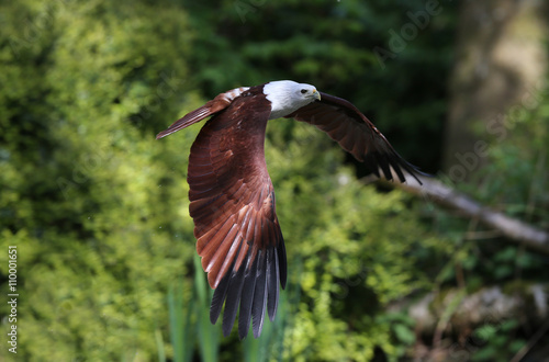 Close up of an African Fish Eagle catching food © scooperdigital