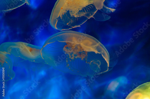 colorful jellyfishes in blue and yellow