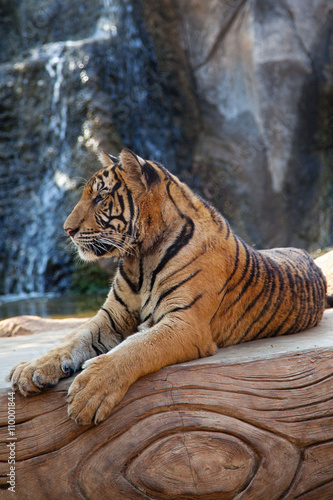 Fototapeta Naklejka Na Ścianę i Meble -  Wild tiger, Thailand.
