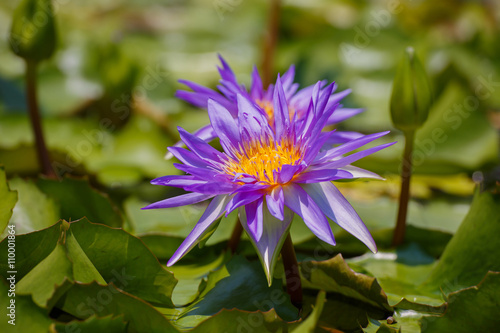 Purple lotus and yellow pollen.