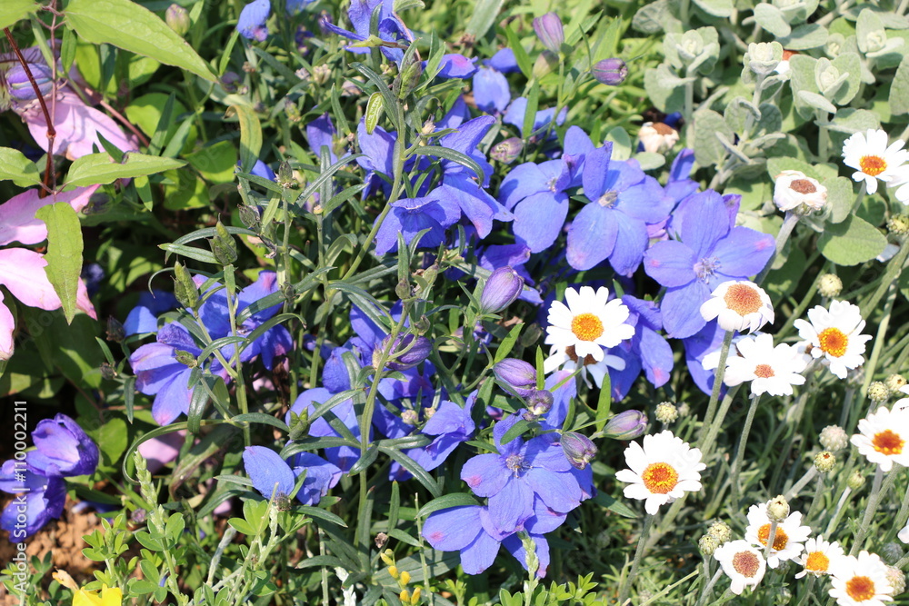 花 花