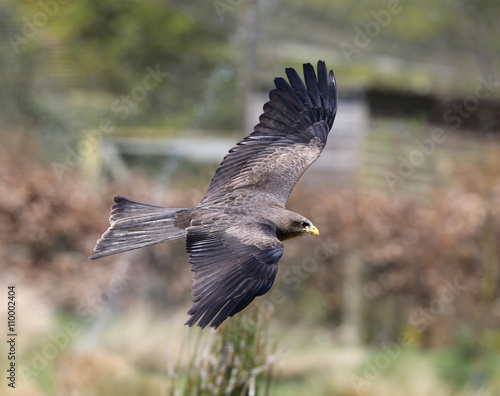 Close up of a Black Kite in flight
