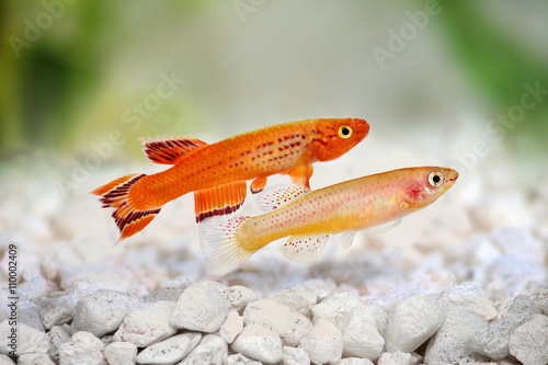 male and female Killi Aphyosemion austral Hjersseni gold Aquarium fish photo