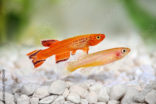 Photography male and female Killi Aphyosemion austral Hjersseni gold Aquarium fish