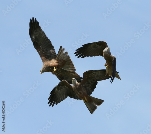 Close up of three Black Kites in flight