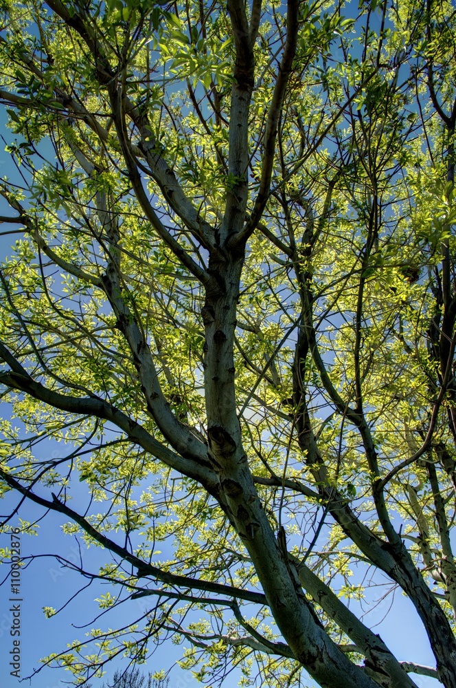 Tree and Sky