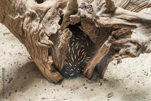 Fotografia Australian echidna (Tachyglossus aculeatus) hiding inisde a tree