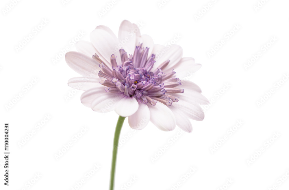 Osteospermum Daisy or Cape Daisy Flower