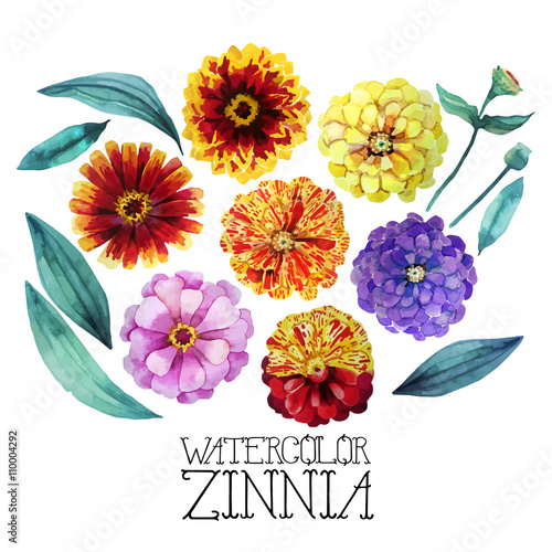 Watercolor zinnia set photo