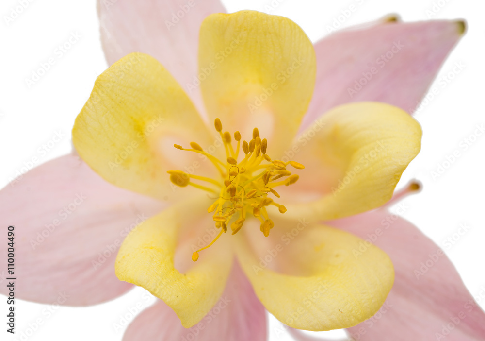 Aquilegia flower isolated Aquilegia flower isolated