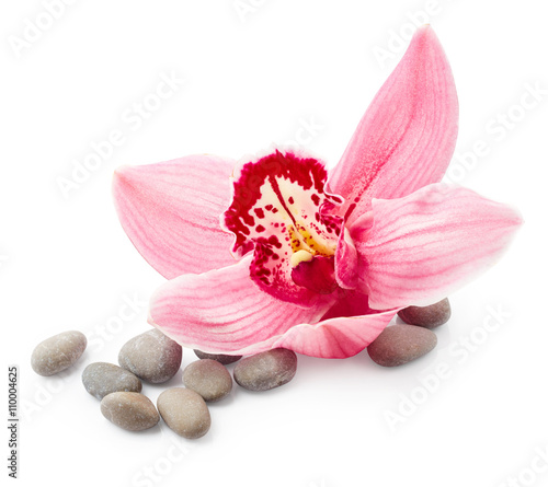 Orchid flower and stones