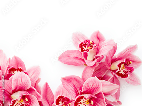 Fototapeta Naklejka Na Ścianę i Meble -  Orchid flowers