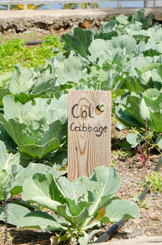 Cabbage patch.