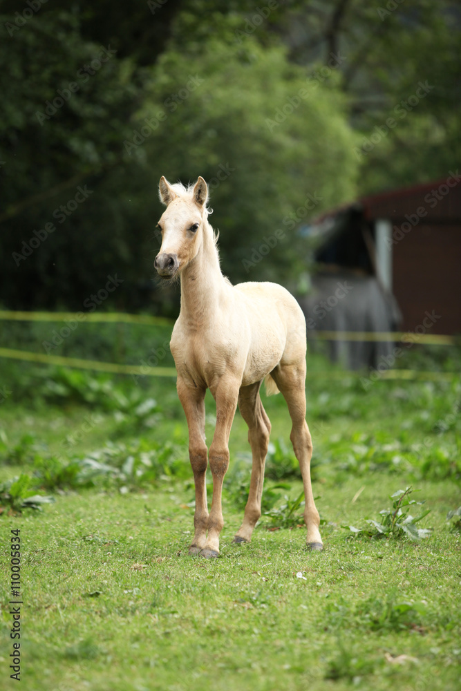 Obraz premium Amazing foal alone on pasturage