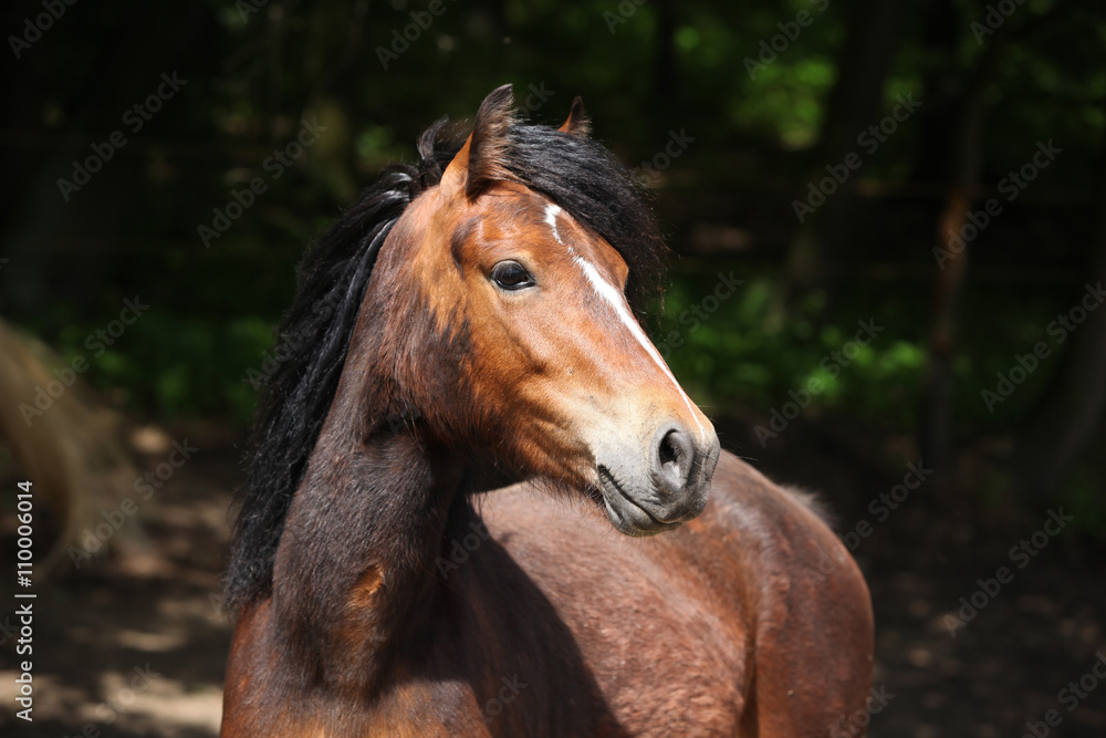 Obraz premium Lovely brown pony with nice black mane