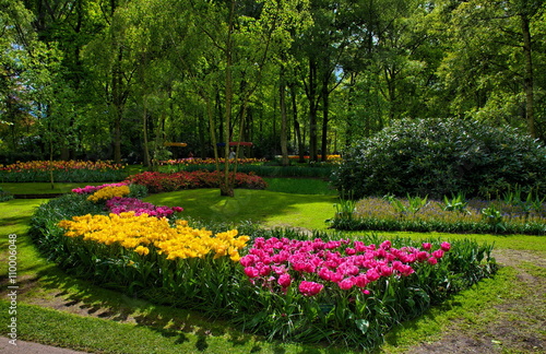 Colorful tulips, Keukenhof Park, Lisse in Holland