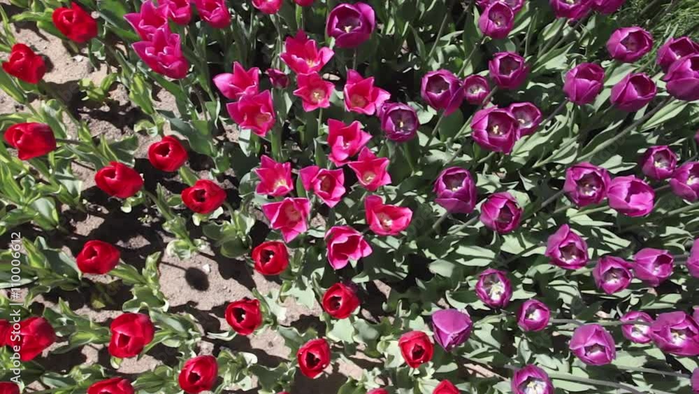 field of red and pink tulips blooming field of red and pink tulips blooming