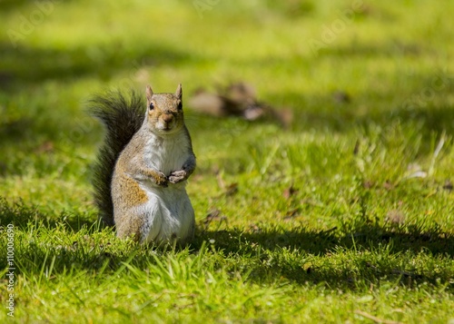 Grey Squirrel (Sciurus carolinensis) © fluffandshutter