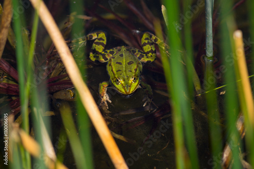 Grüner Frosch im Tümpel photo