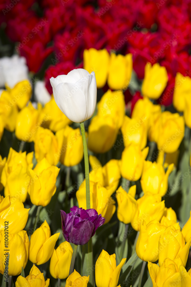 bed of tulips growing in spring garden tulips bed of tulips growing in spring garden tulips