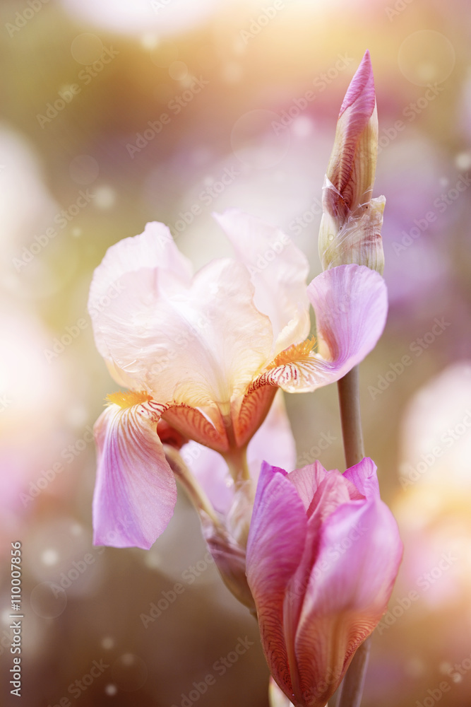 Fototapeta premium Iris flowers.