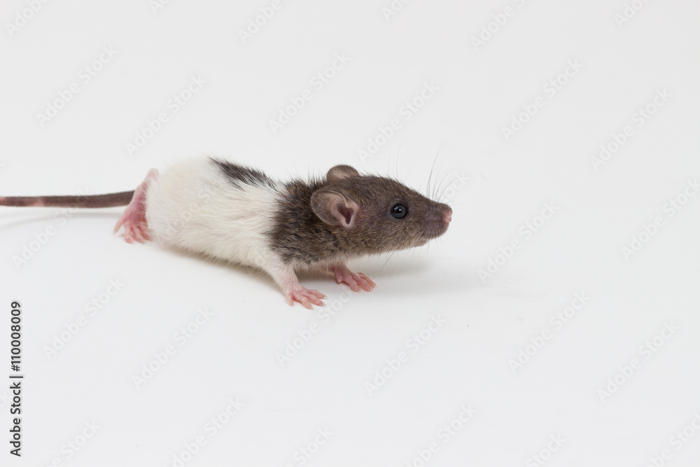 Brattleboro rat , Lab Rat Brattleboro rat , Lab Rat