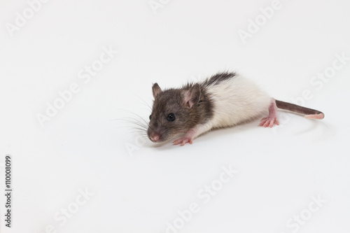 Brattleboro rat , Lab Rat
