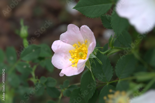 flower of wild rose in May